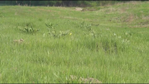 Yellow wagtail in the grass 스톡 동영상 37924356