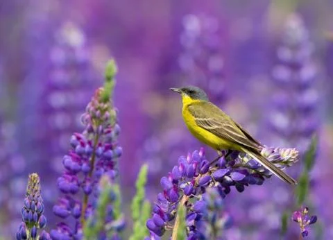 Yellow Wagtail on the lupine flower Stock Photos
