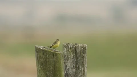 A Yellow Wagtail, perching on a post in a meadow and then flys. Stock Footage 251853637