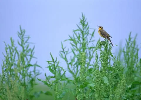 Yellow Wagtail Stock Photos