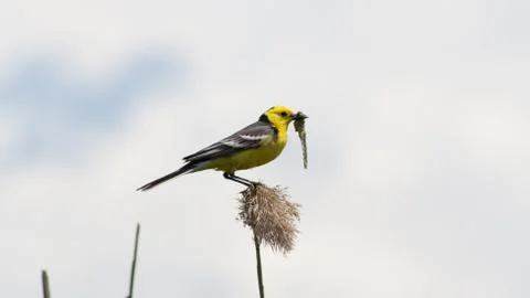 Yellow wagtail Stock-Fotos
