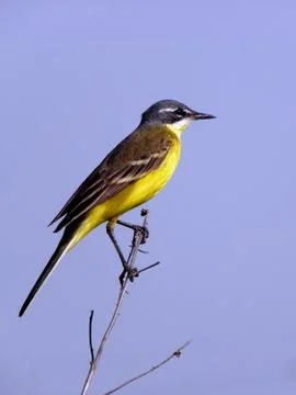 Yellow wagtail. Stock Photos
