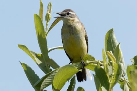 Yellow wagtail Stock Photos