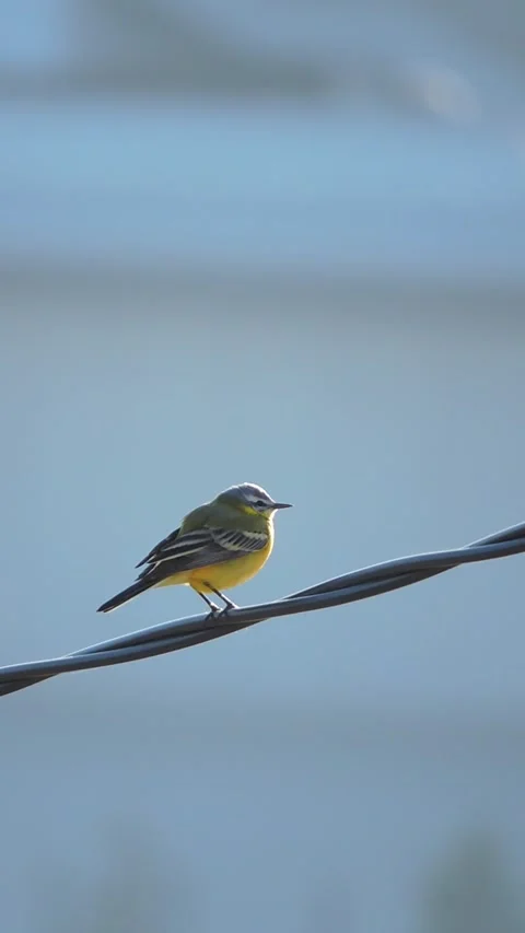 A yellow wagtail sits on a wire Stock Footage 340265612