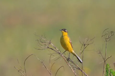 Yellow wagtail warble Stock Photos