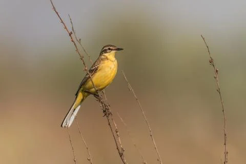 Yellow wagtail warble Stock Photos