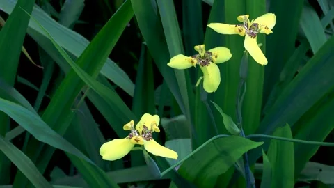 Yellow Walking Iris Display: The Fascinating Propagating Flower Stock Footage 340334953