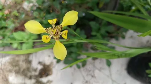 Yellow Walking Iris Flower Close Up in Garden Stock Footage 337864957