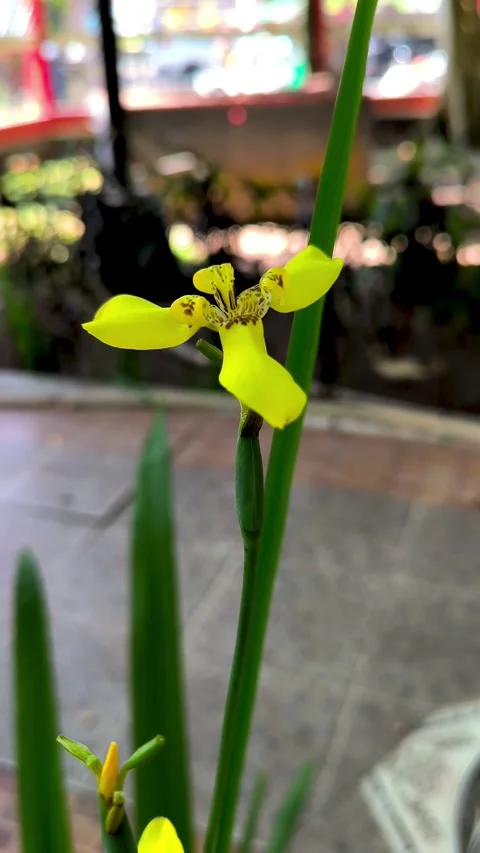 Yellow Walking Iris Stock Footage 337649725
