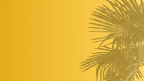 Yellow wall with palm shadow - romantic palm leaves background Stock Footage 140037046