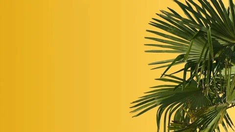 Yellow wall with palm tree - romantic palm leaves background Stock Footage 140037569