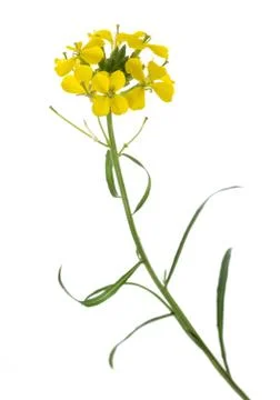 Yellow Wallflowers Stock Photos