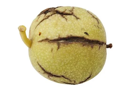 Yellow walnut with cracks and small stem Stock Photos
