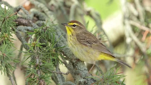 Yellow warbler bird foraging on evergreen pine tree branch in natural habitat Stock Footage 325698264