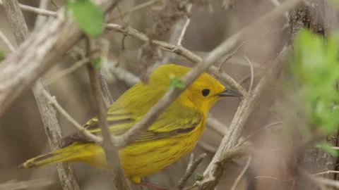 Yellow warbler bird searching for a perch among dry branches in the thicket Stock Footage 325698294