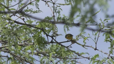 Yellow warbler on branch Stock-Footage 89415366