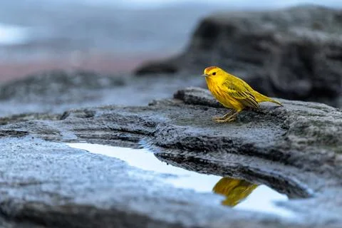 Yellow Warbler casts a reflection in a tidal pool, Galapagos Islands Stock Photos