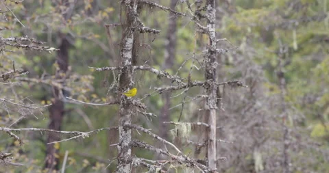 Yellow Warbler Eating Bugs in a Dead Tree Slow Motion Stock Footage 208875016