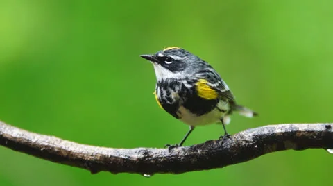 Yellow Warbler Stock Footage 23119409