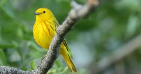 Yellow Warbler on limb Stock Footage 93325538