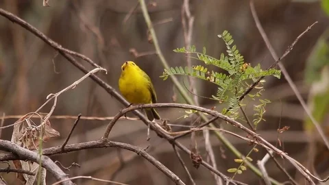 Yellow warbler perched on branches looking from side to side 스톡 동영상 75054363