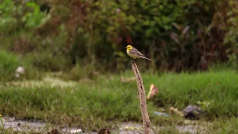 Yellow Warbler Perched on Twig 库存影片 338235442