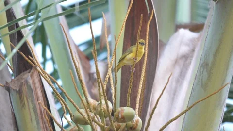 Yellow warbler perching on the branch of coconut tree Stock Footage 85769055