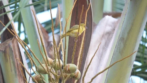 Yellow warbler perching on the branch of coconut tree Stock Footage 85769072