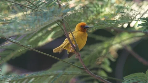 Yellow warbler perching on the branch Stock Footage 85769250