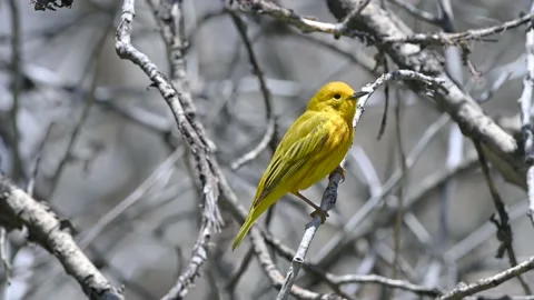 Yellow Warbler perching on leafless tree branches Stock Footage 154614222