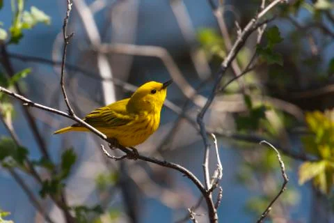 Yellow warbler Stock Photos