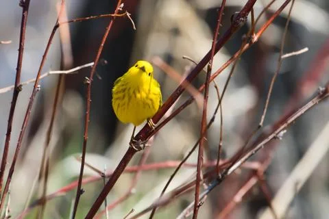 Yellow warbler Stock Photos