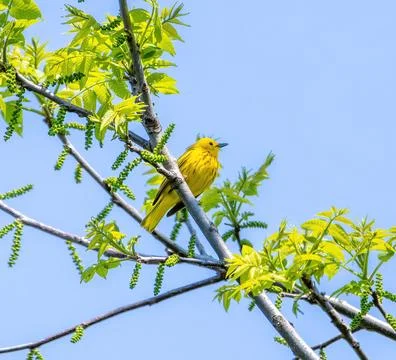 Yellow Warbler Stockfoto's