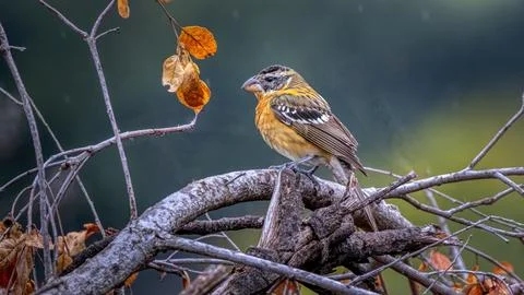 A Yellow Warbler Stock Photos