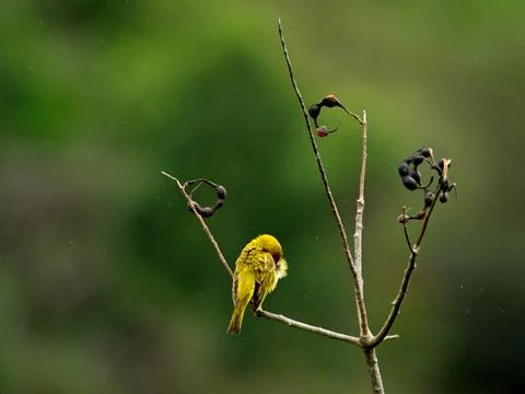 Yellow warbler (Setophaga petechia) sitting in tree hiding head from rain Stock Photos