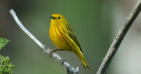 Yellow Warbler singing Stock Footage 93104996