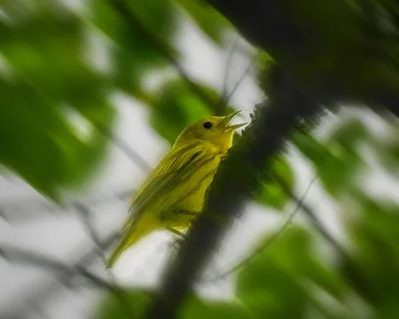 Yellow Warbler singing from a tree trunk 스톡 사진