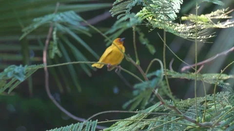 Yellow warbler sitting on the branch of a tree Stock Footage 85769166