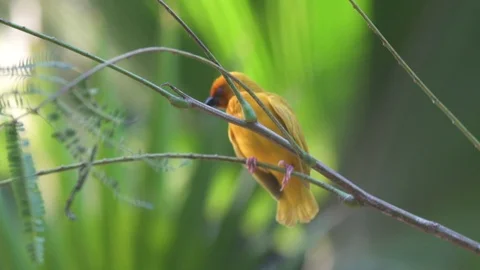 Yellow warbler sitting on the branch of tree Stock Footage 85769267