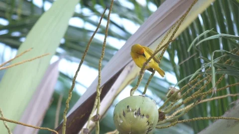 Yellow warbler sitting on the coconut tree Stock Footage 85769086