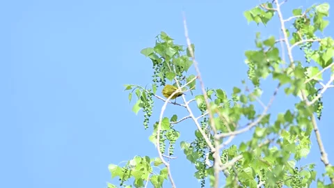 Yellow Warbler in Spring time perching on tree branch Stock Footage 154612650