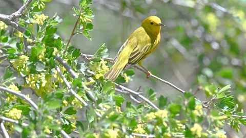 Yellow Warbler on tree branch singing Vídeos de archivo 154613451