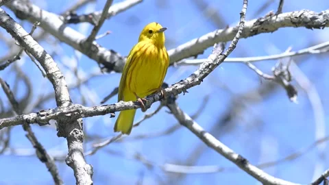 Yellow Warbler up in the trees singing Stock Footage 154613498