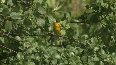 Yellow warbler.MP4 Stock-Footage 11207632