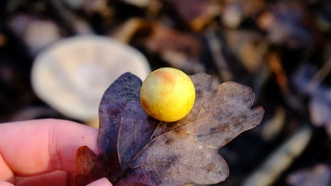 Yellow Wasp Gall on Oak Leaf Stock Footage 121912856