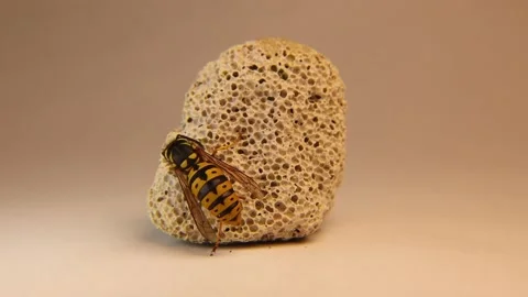 Yellow wasp queen isolated on a white background. European wasp cleans itself Stock Footage 154353845