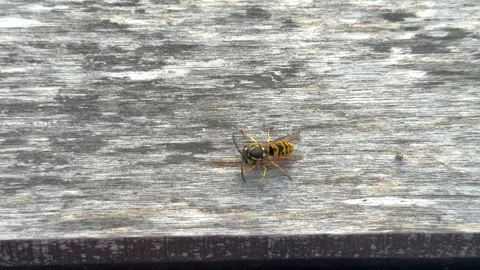 Yellow wasp sitting on a weathered gray wooden surface outdoors Stock Footage 341830117