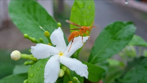 Yellow Wasp Sitting On White Crape Jasmine Flower Video stock 338368033