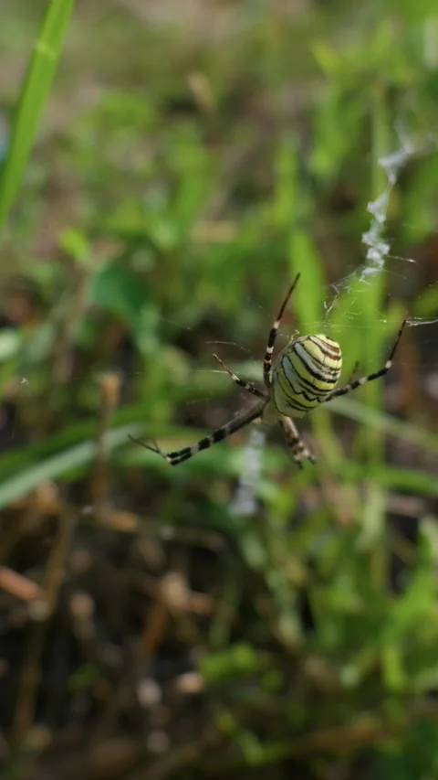 Yellow Wasp Spider Hanging Upside Down in Web High Angle View Stock Footage 342184710
