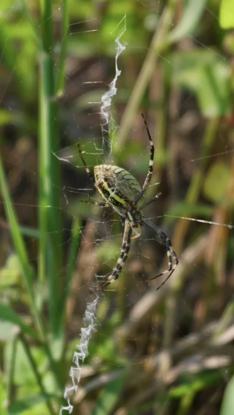 Yellow Wasp Spider Waiting on Web Among Green Grass Foliage Stock Footage 342184530